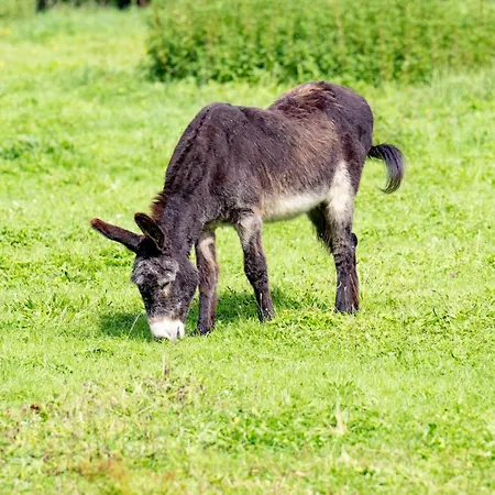 L'arche De Noe Prázdninový dům