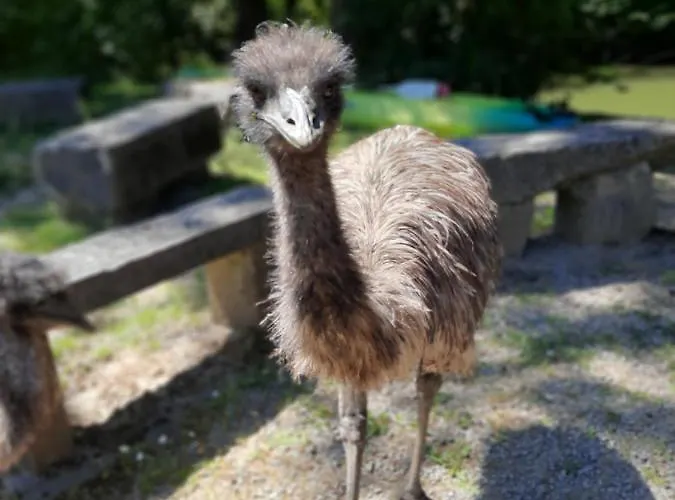 L'arche De Noe * Ντινάντ