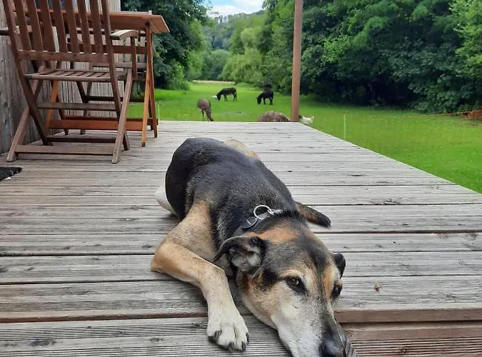 L'arche De Noe Ντινάντ